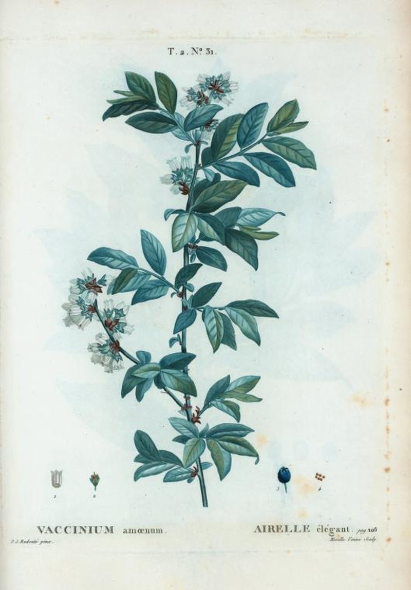 Smallflower Blueberry photo 2