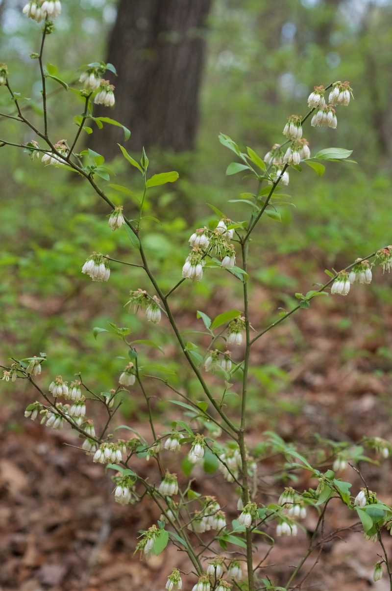 Smallflower Blueberry