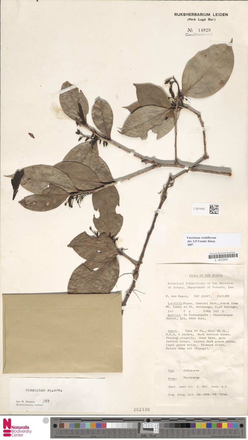Vaccinium viridiflorum