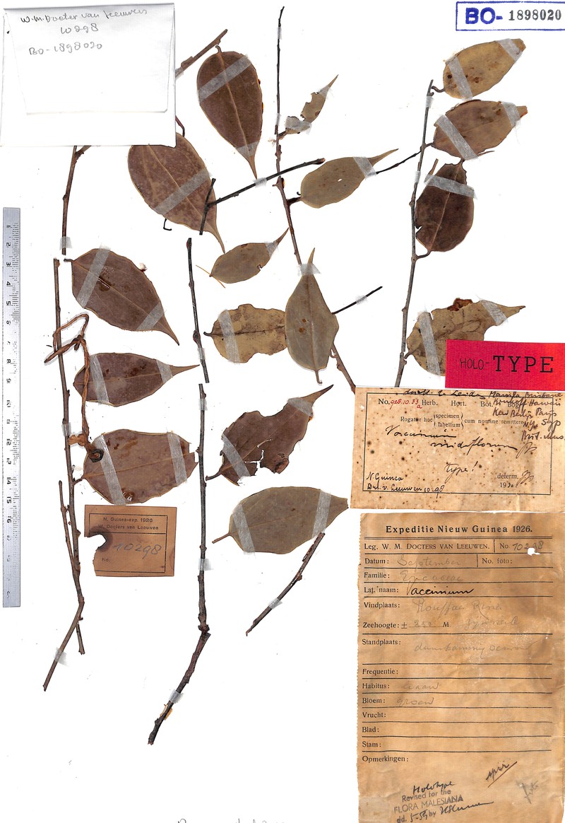 Vaccinium viridiflorum photo 3