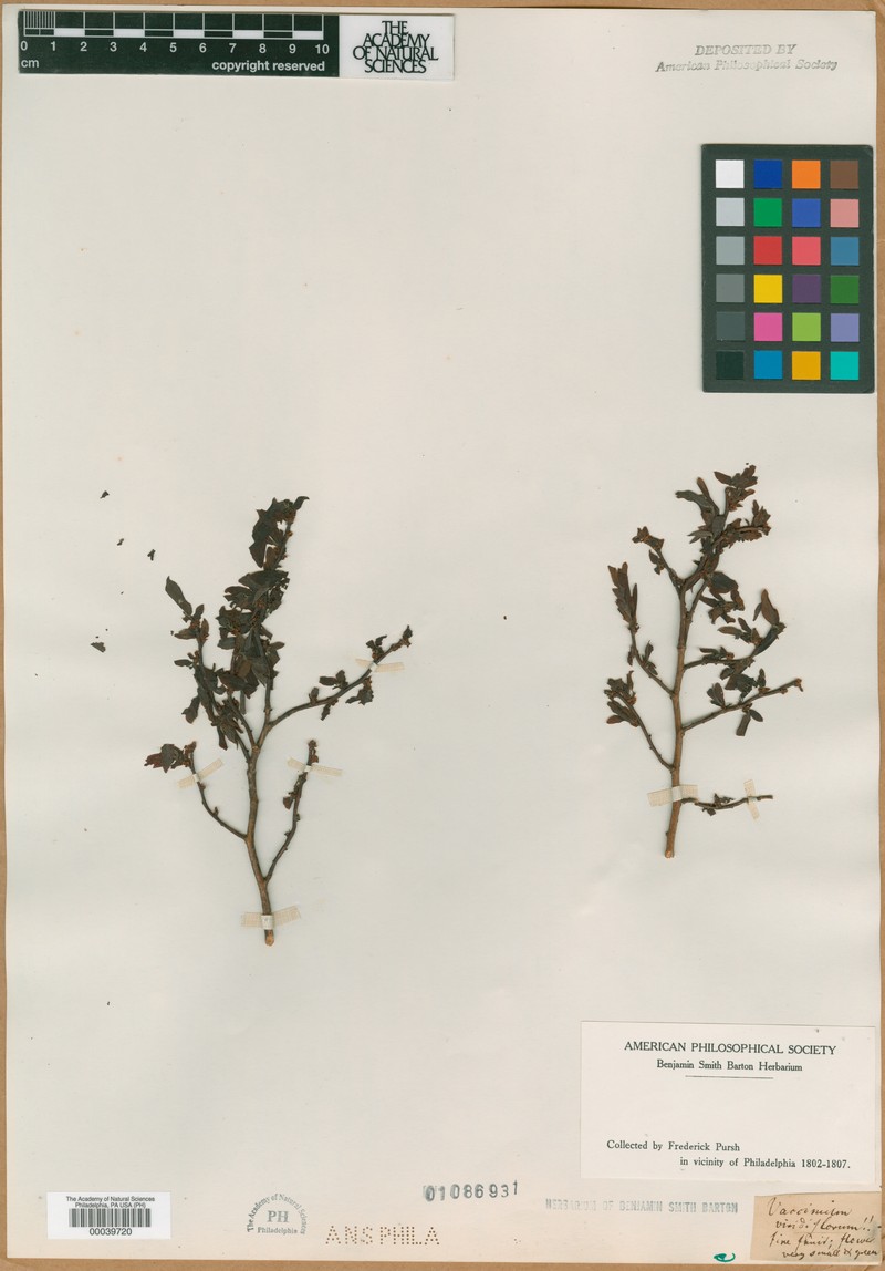 Vaccinium viridiflorum photo 4