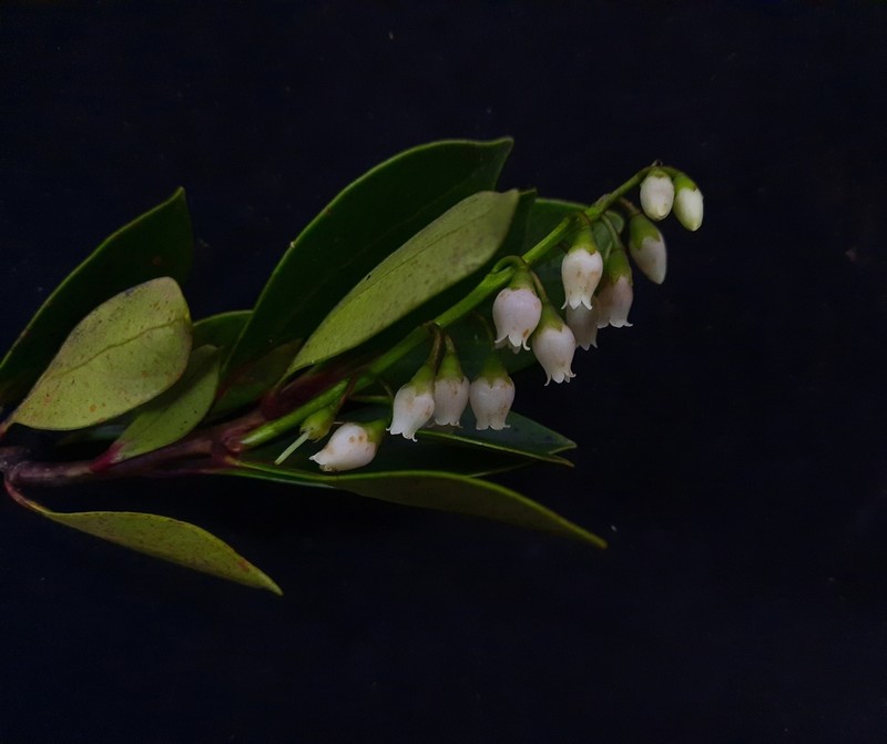Vaccinium viscifolium