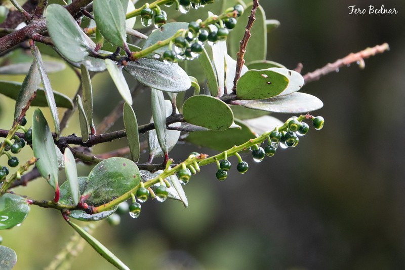 Vaccinium viscifolium photo 2