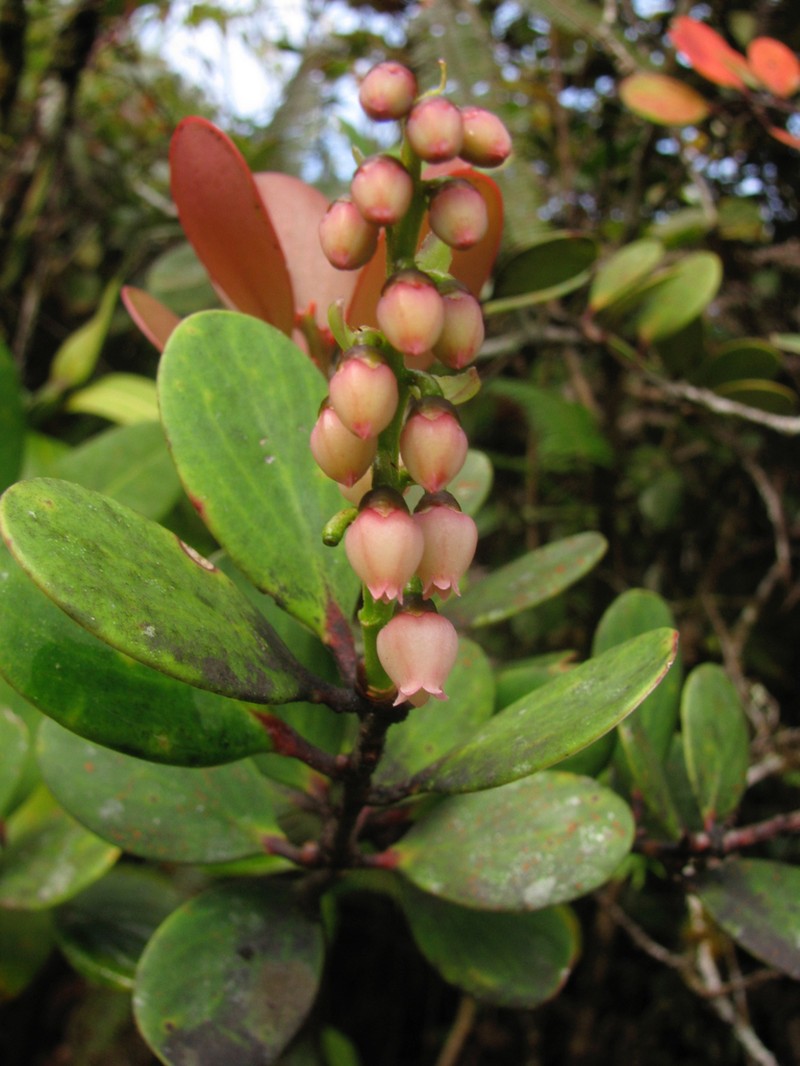 Vaccinium viscifolium photo 3