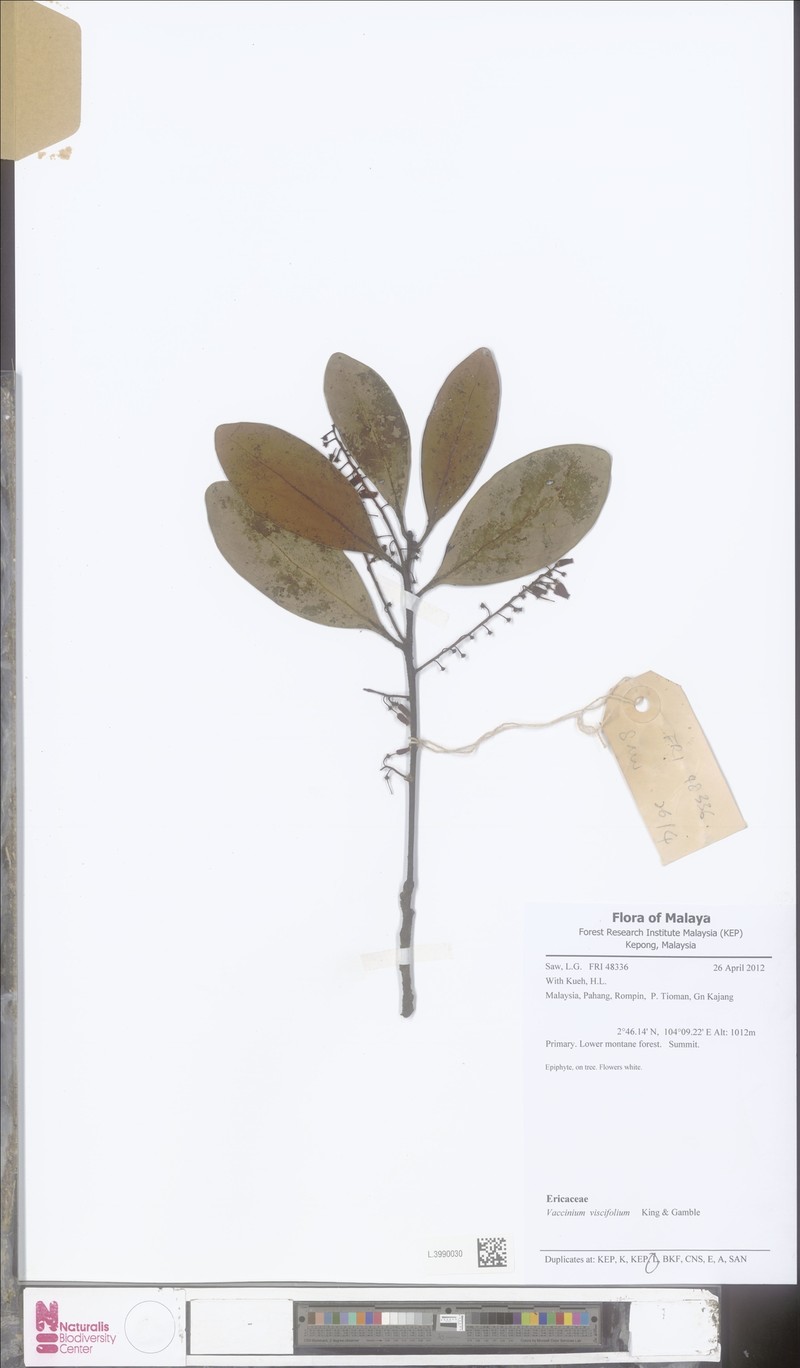 Vaccinium viscifolium photo 4