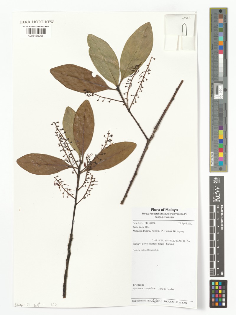 Vaccinium viscifolium photo 5