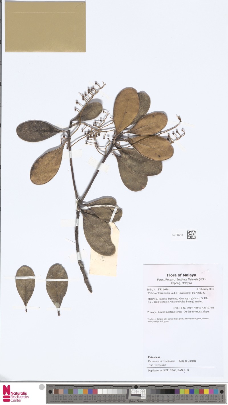 Vaccinium viscifolium var. viscifolium