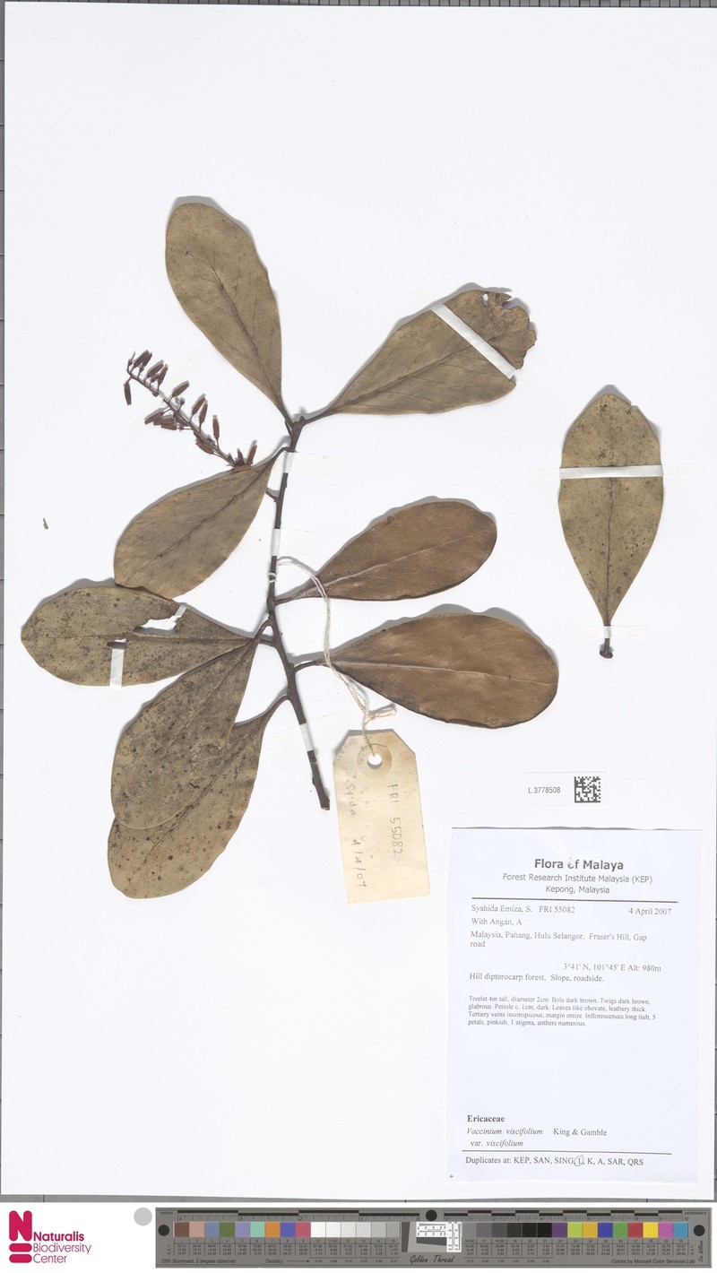 Vaccinium viscifolium var. viscifolium photo 2