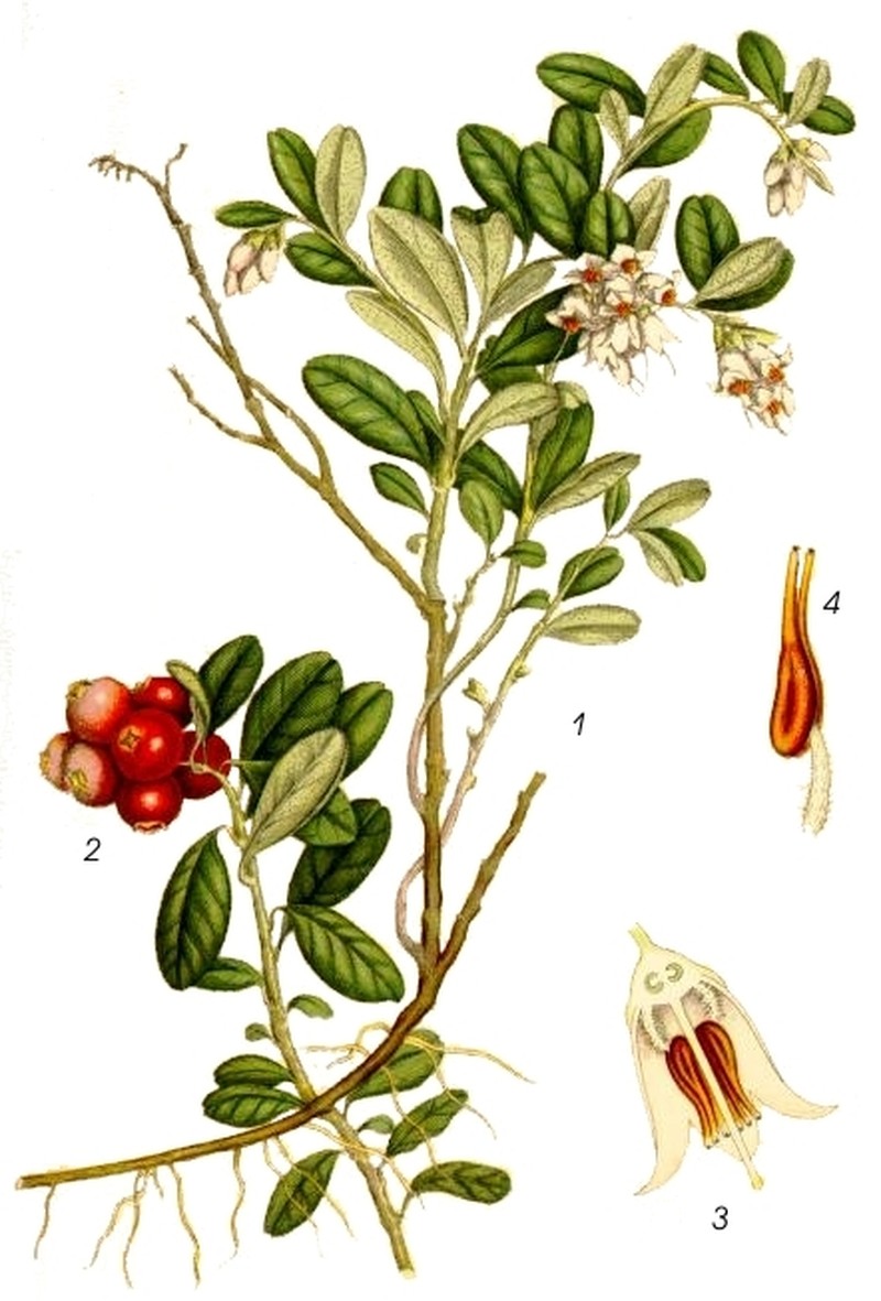 Lingonberry photo 5