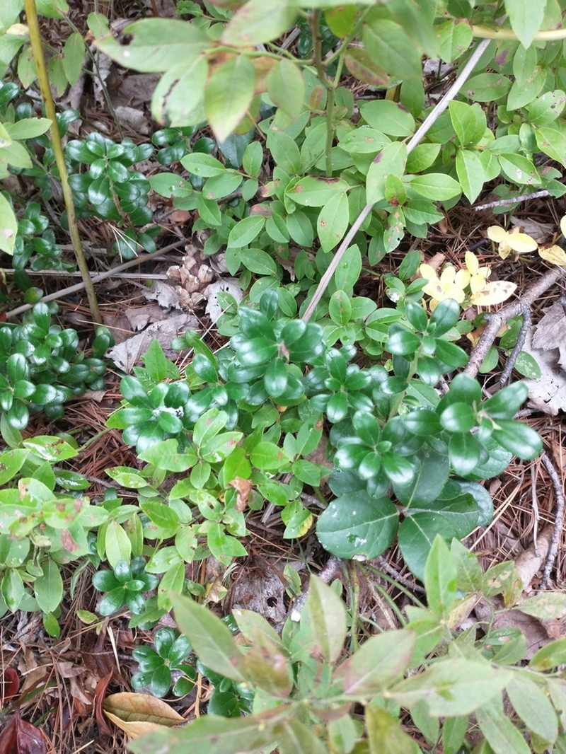 Lingonberry photo 6