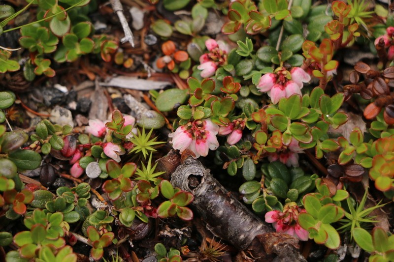 Lingonberry photo 7