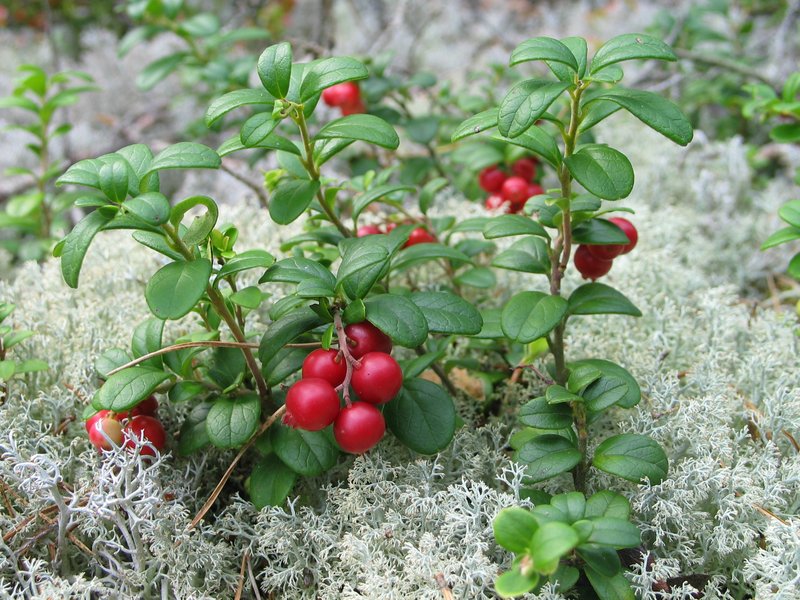 Lingonberry