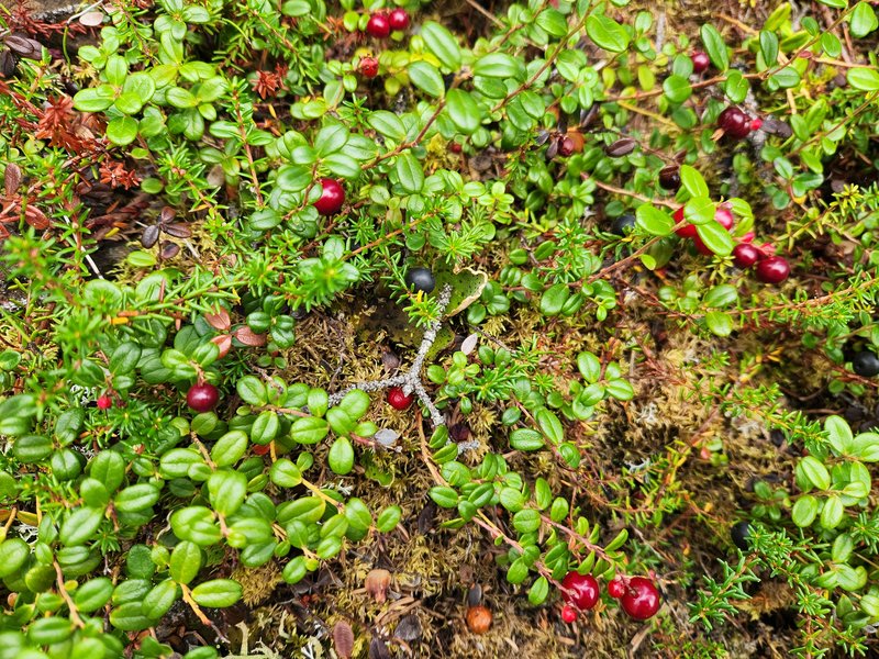 Lingonberry photo 5