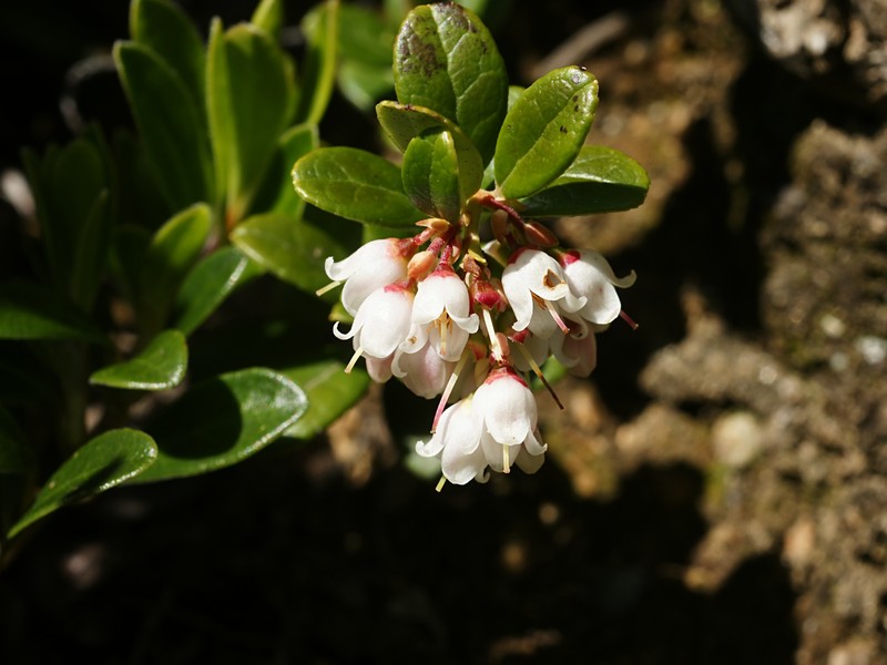 Lingonberry photo 2