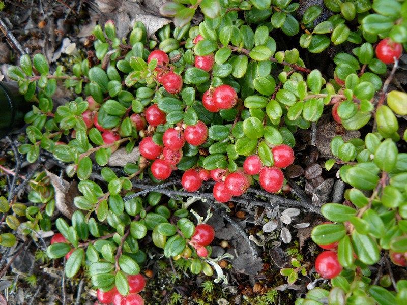 Lingonberry photo 8