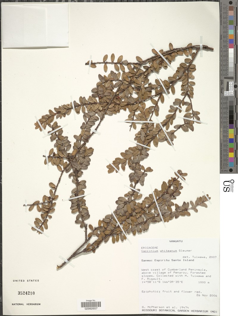 Vaccinium whiteanum