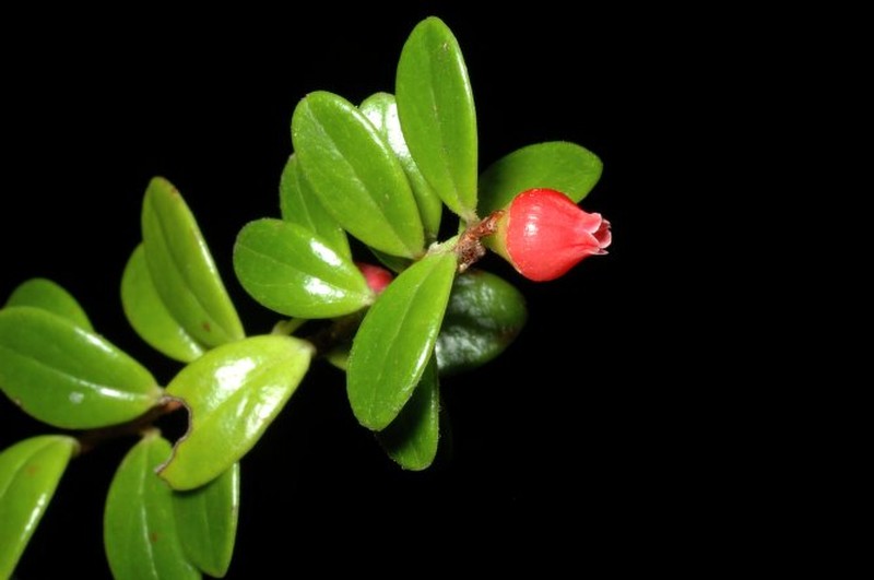 Vaccinium whiteanum photo 2