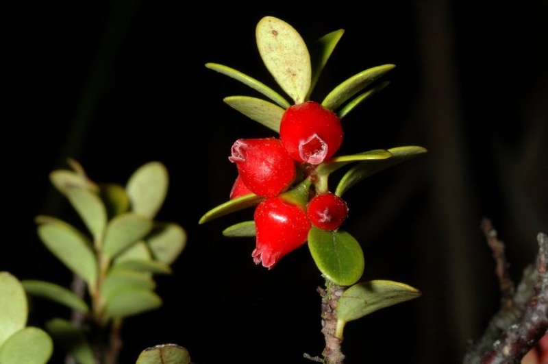 Vaccinium whiteanum photo 3