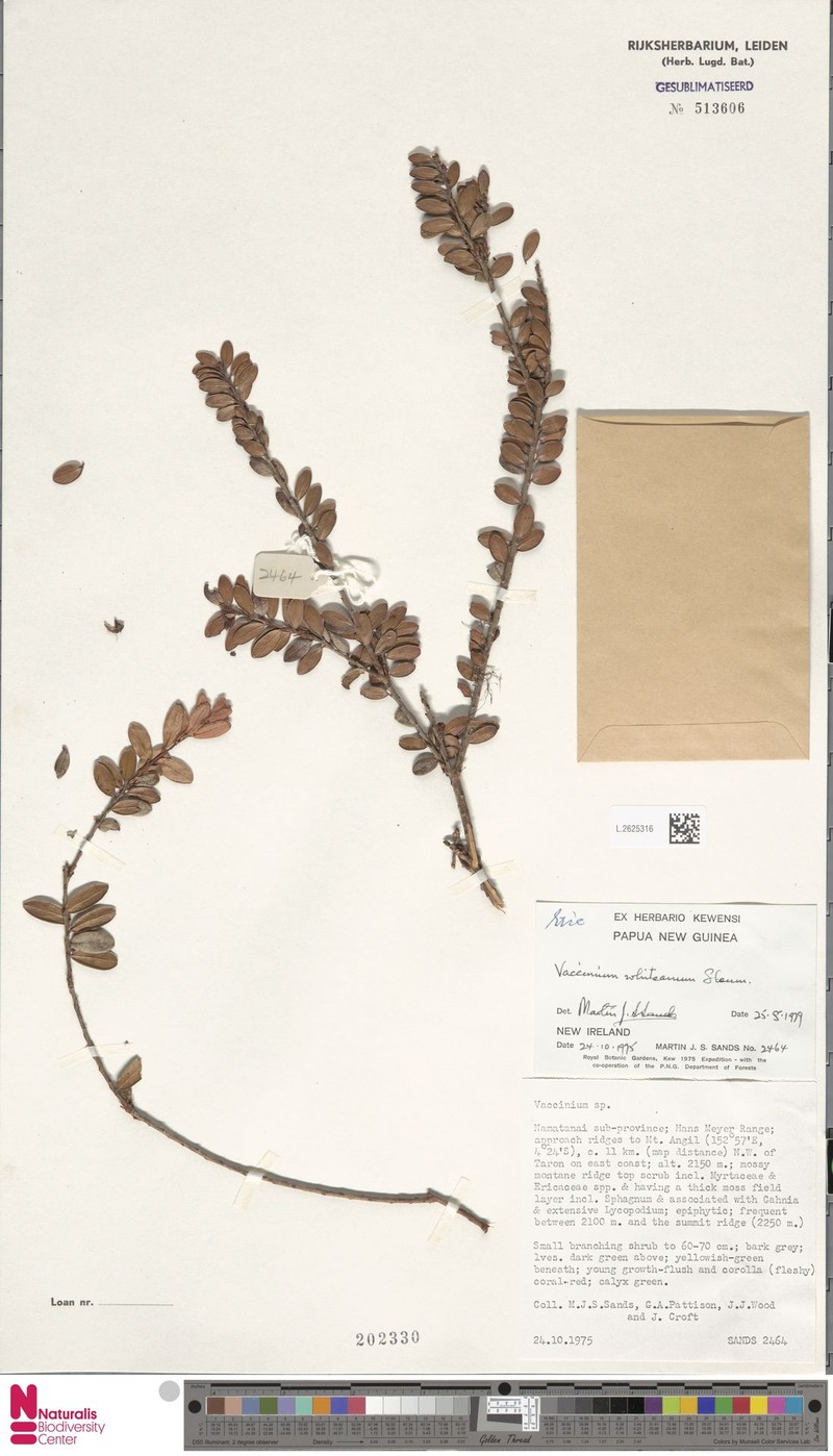 Vaccinium whiteanum photo 4
