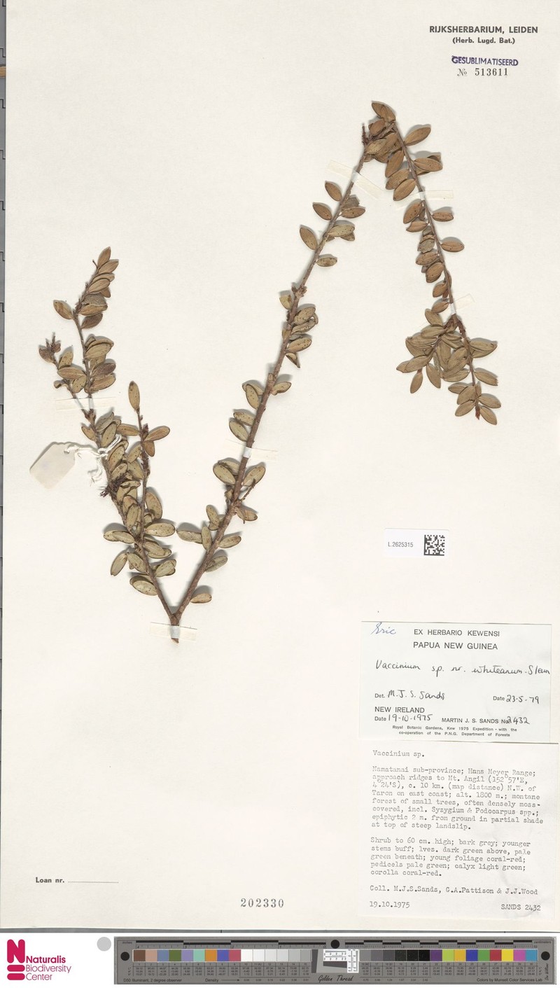 Vaccinium whiteanum photo 5
