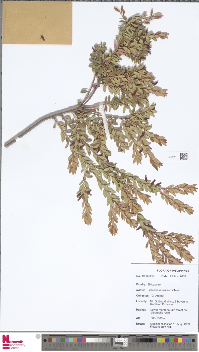 Vaccinium whitfordii