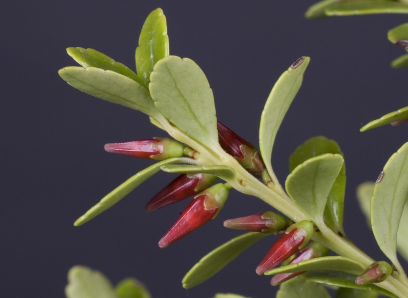 Vaccinium whitfordii photo 2