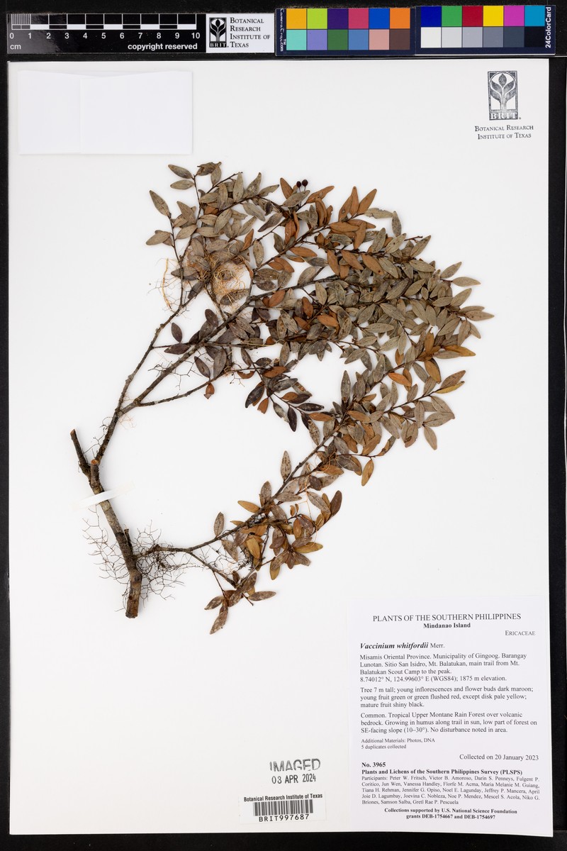 Vaccinium whitfordii photo 3