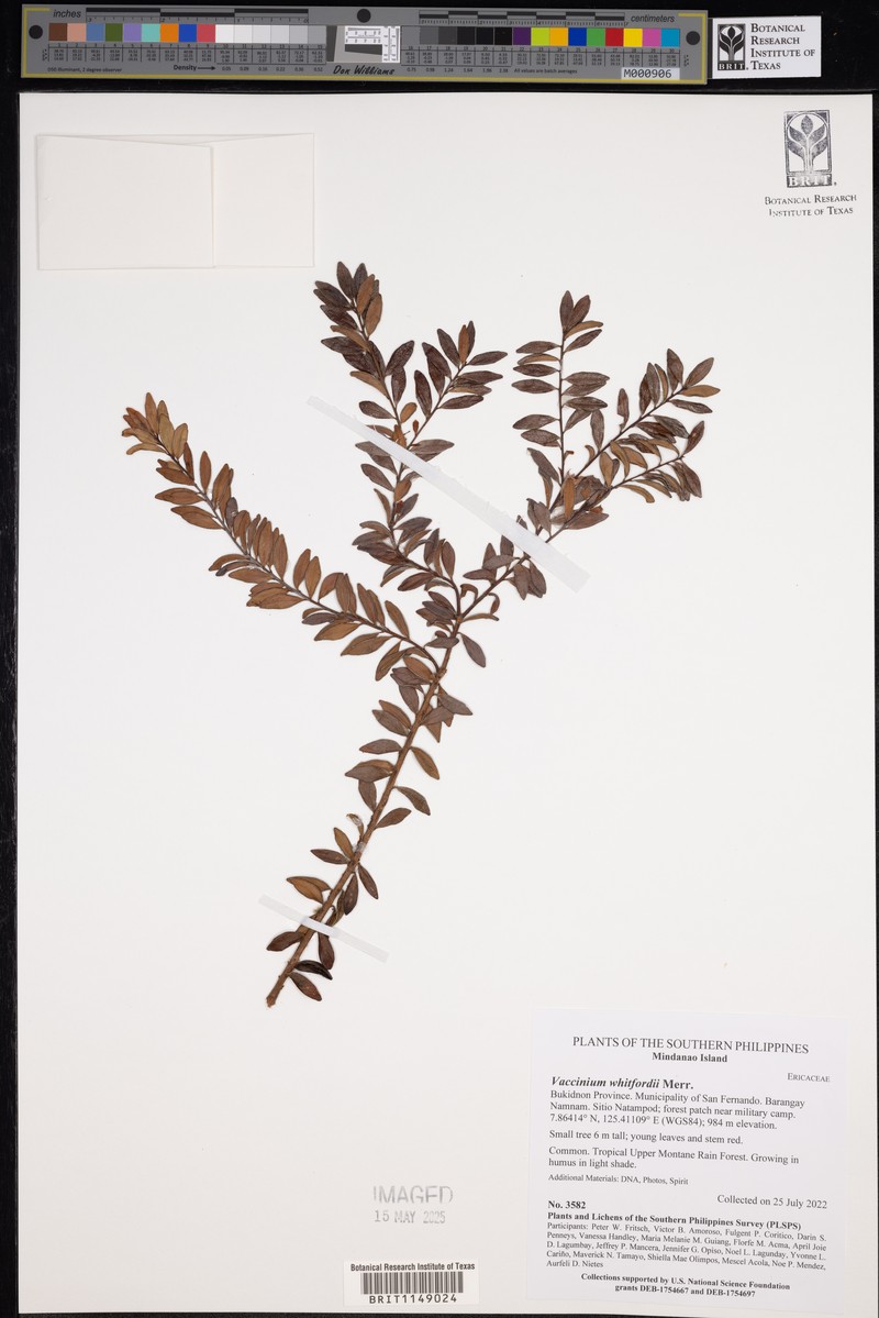 Vaccinium whitfordii photo 4