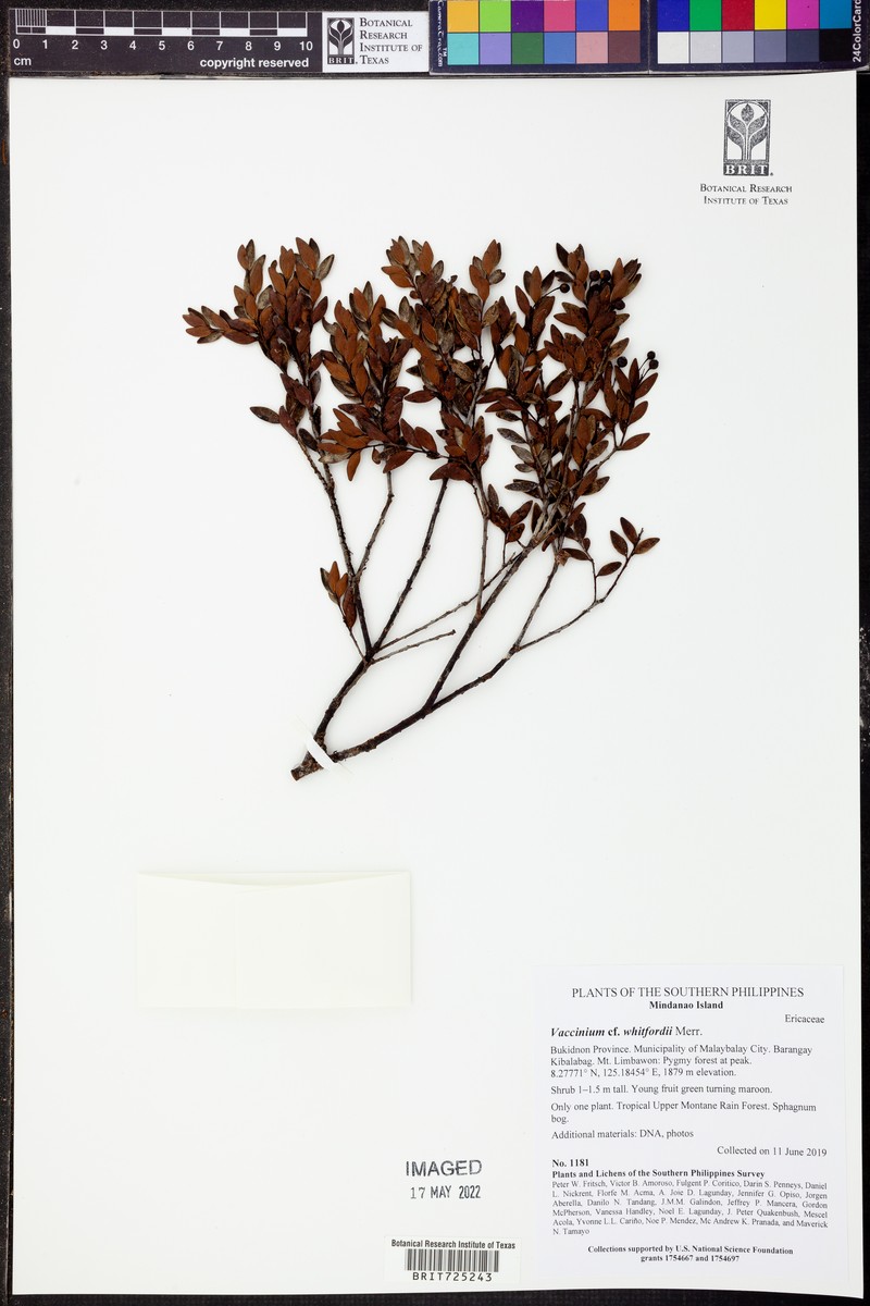 Vaccinium whitfordii photo 5
