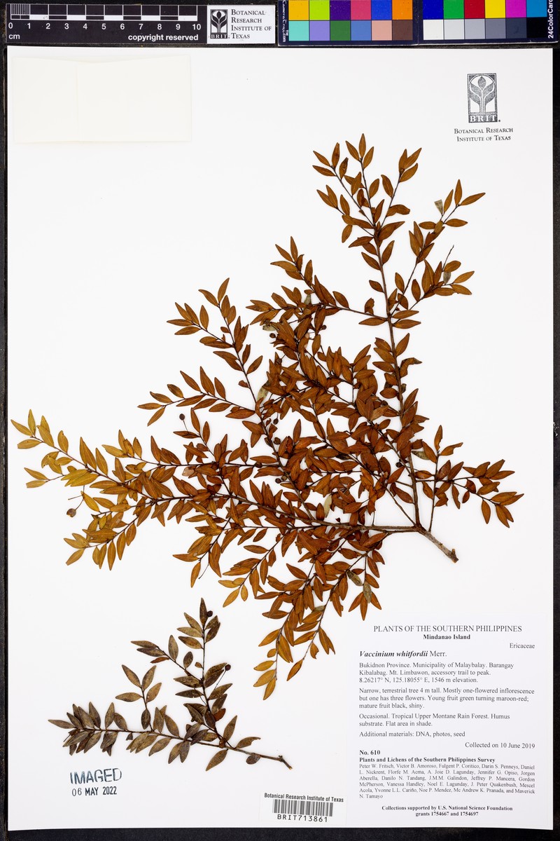 Vaccinium whitfordii photo 6