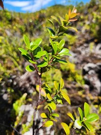 Vaccinium whitmeei