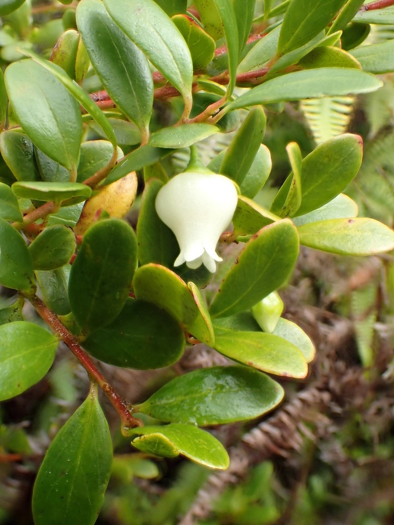 Vaccinium whitmeei photo 3