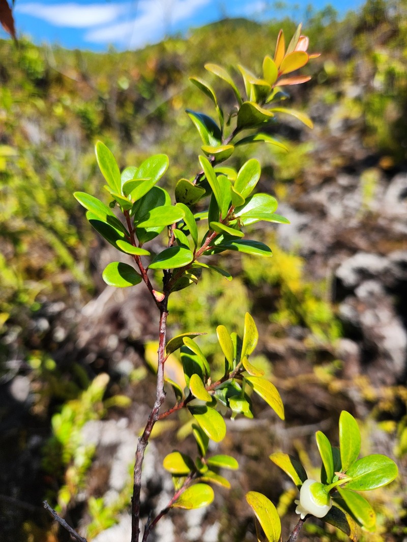 Vaccinium whitmeei photo 4