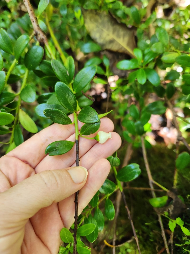 Vaccinium whitmeei photo 5