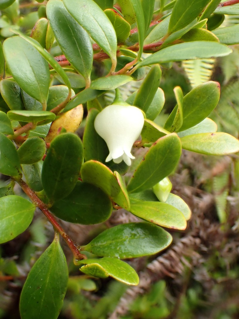 Vaccinium whitmeei photo 6