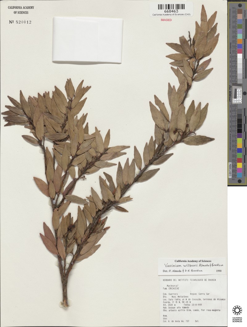 Vaccinium wilburii
