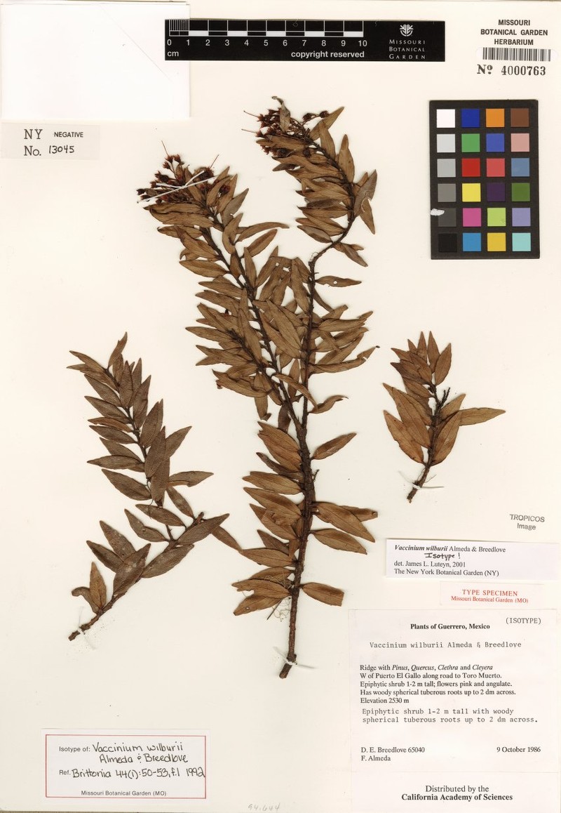 Vaccinium wilburii photo 2