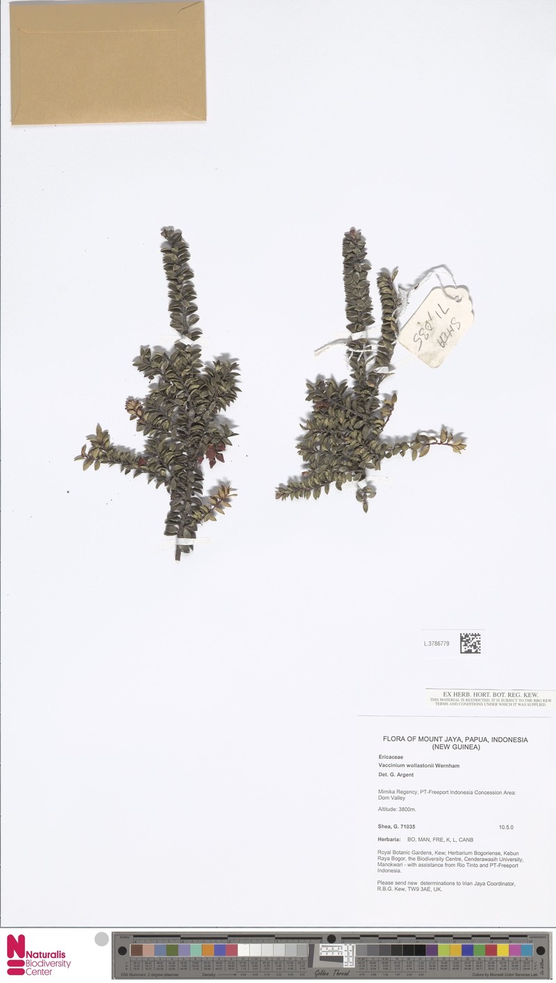 Vaccinium wollastonii