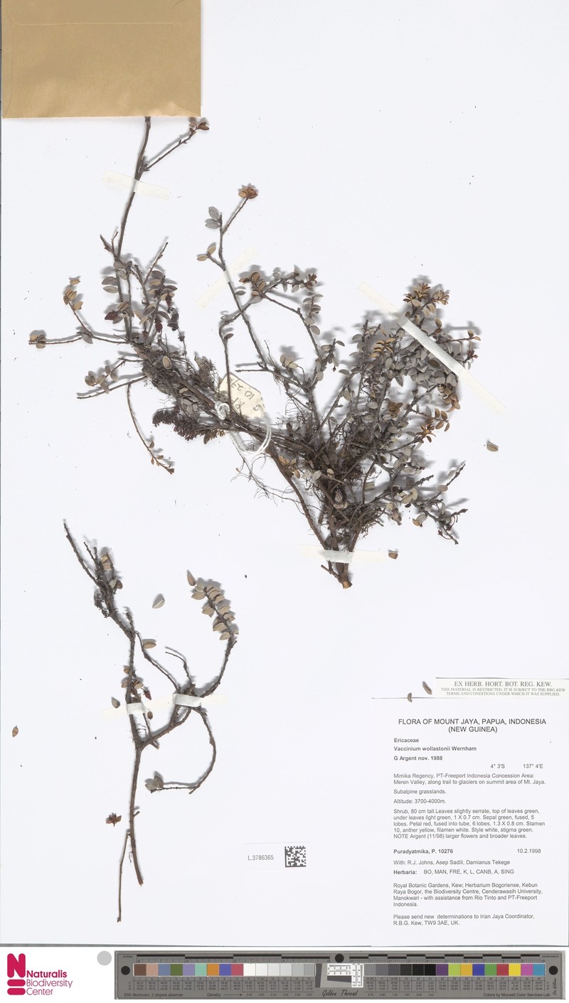 Vaccinium wollastonii photo 2