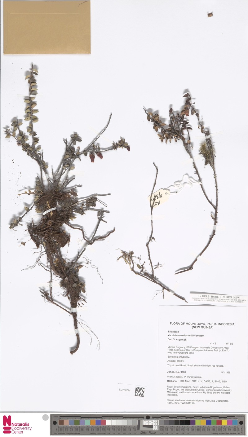 Vaccinium wollastonii photo 3