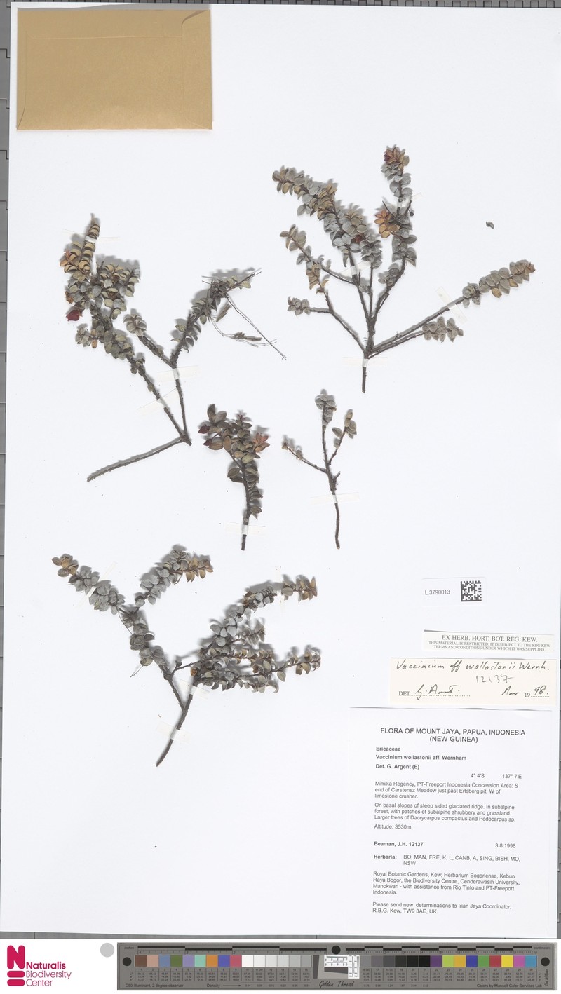 Vaccinium wollastonii photo 4