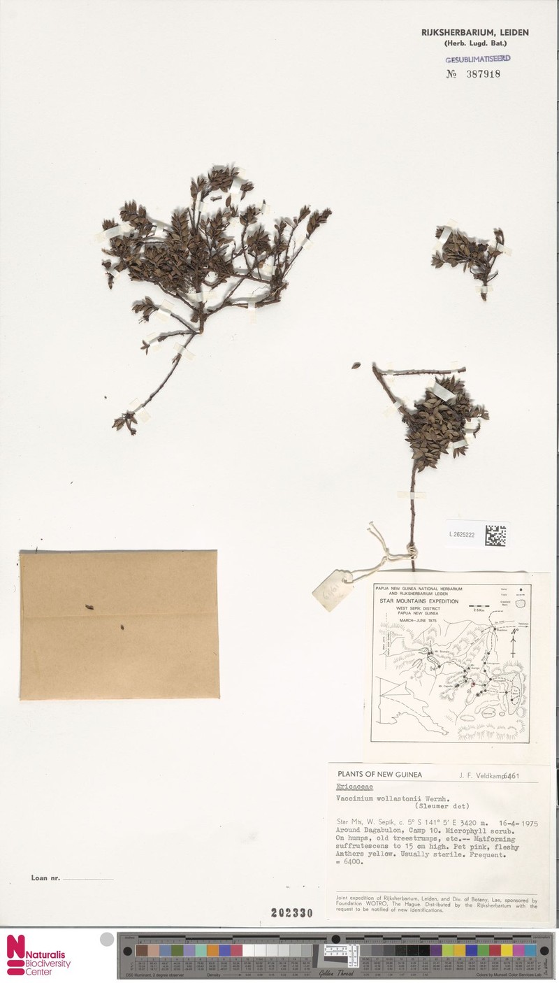 Vaccinium wollastonii photo 5
