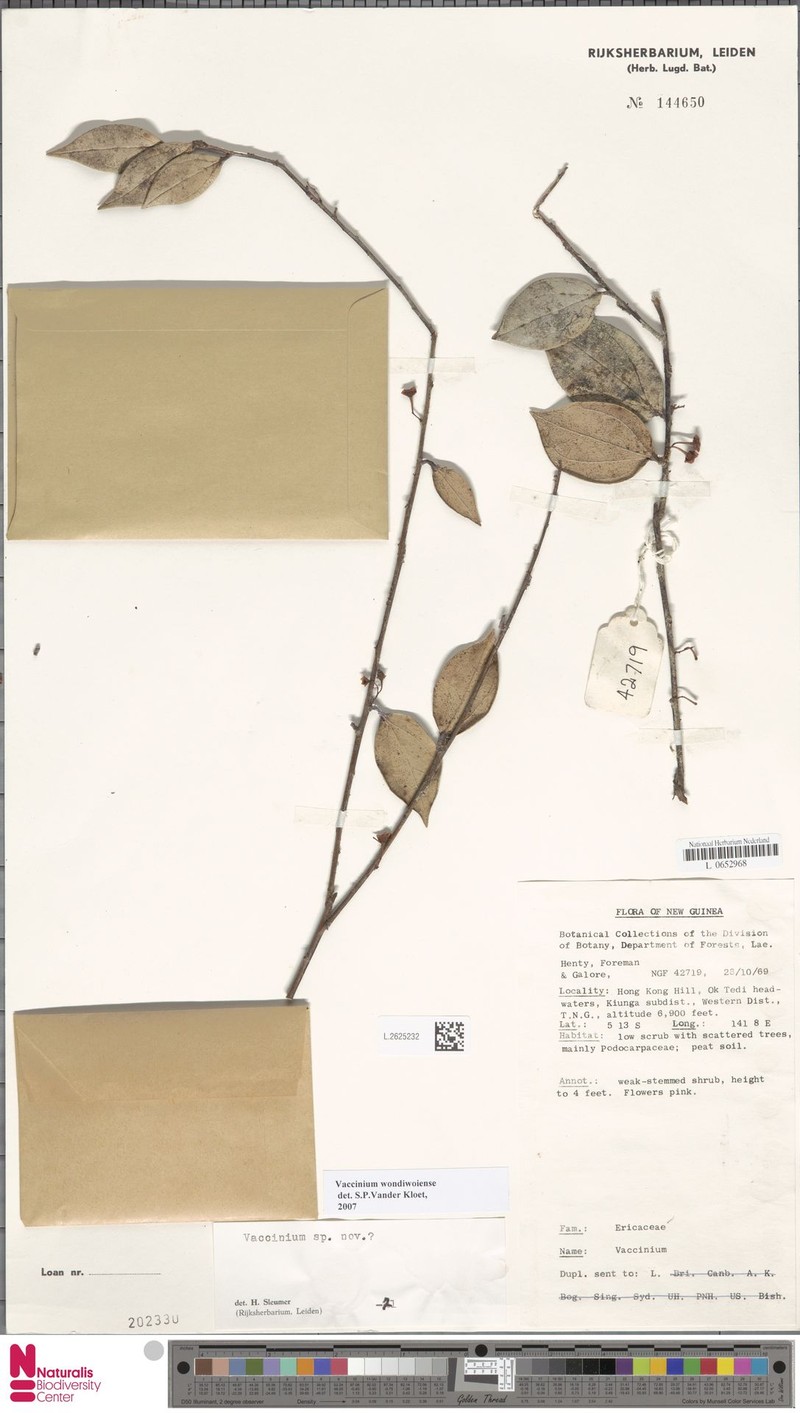 Vaccinium wondiwoiense