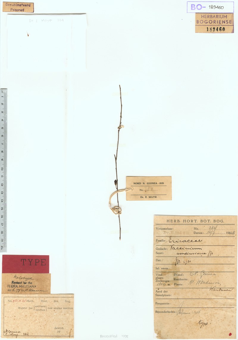 Vaccinium wondiwoiense photo 3