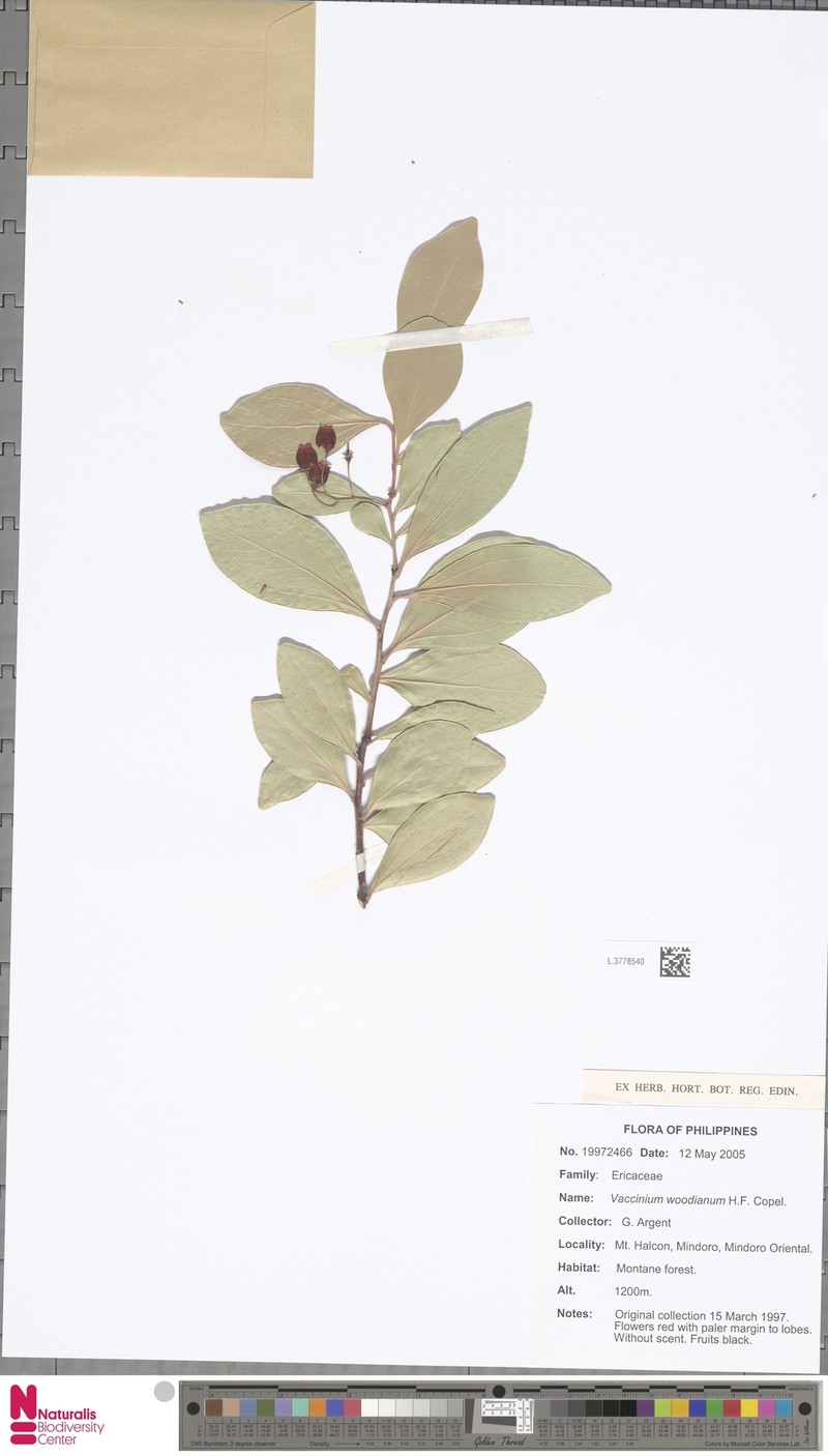 Vaccinium woodianum