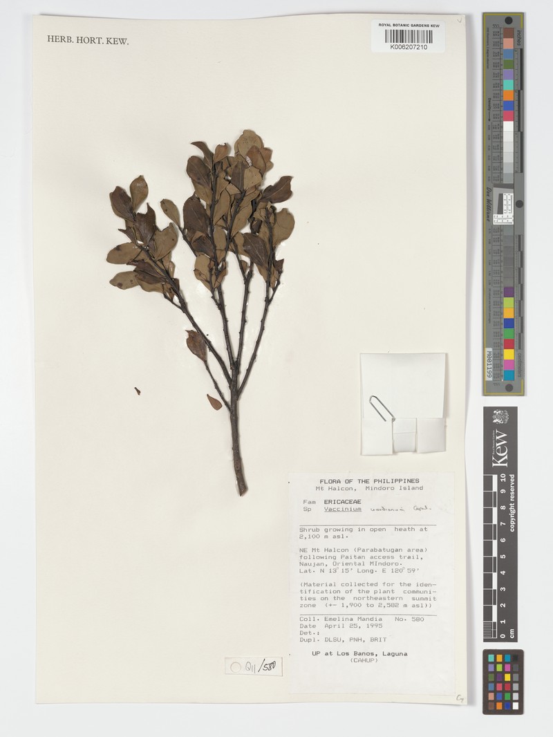 Vaccinium woodianum photo 2