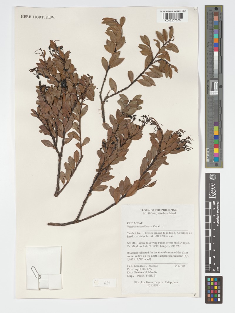 Vaccinium woodianum photo 3