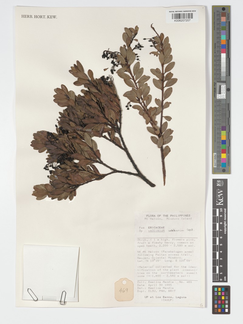 Vaccinium woodianum photo 4