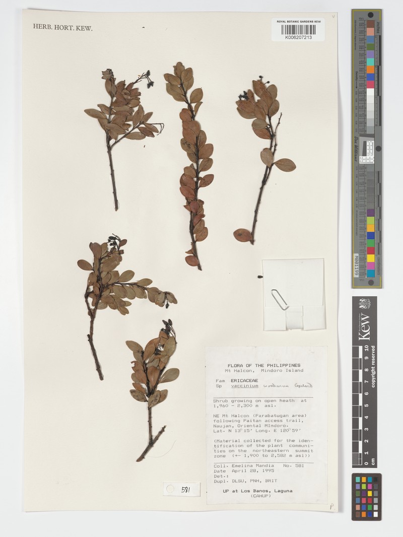 Vaccinium woodianum photo 5