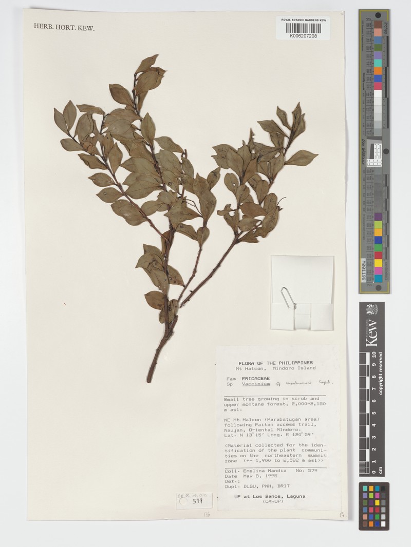 Vaccinium woodianum photo 6